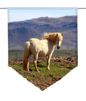 Islandpferd, Scheibenhänger spitz